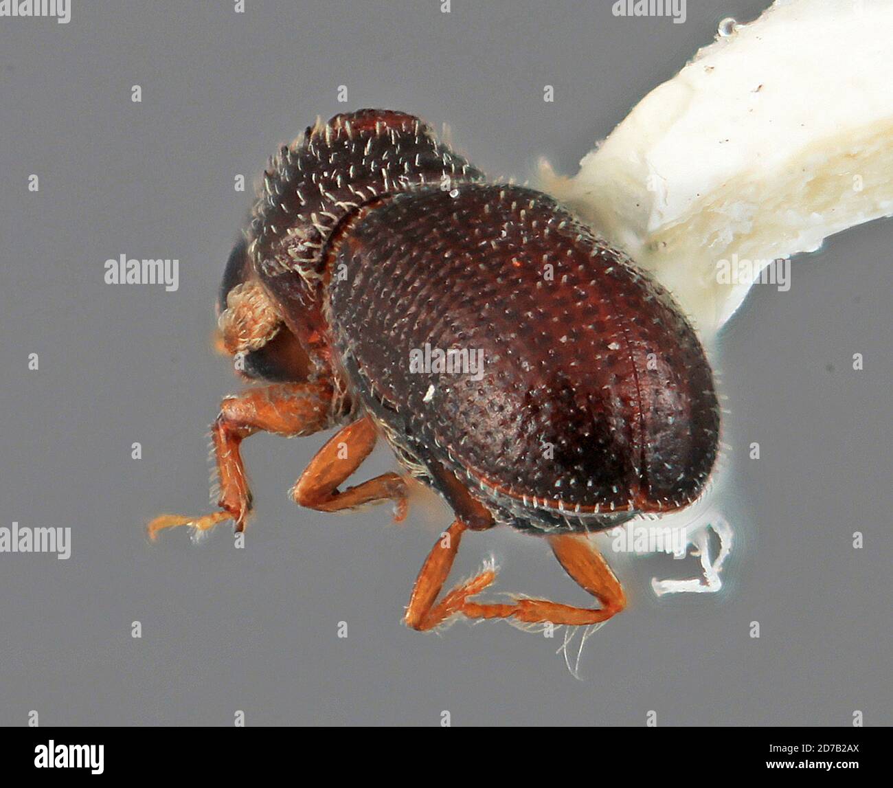 Pinned, 42 km SW of Nochixtlan, Oaxaca, Mexico, Pseudothysanoes ...