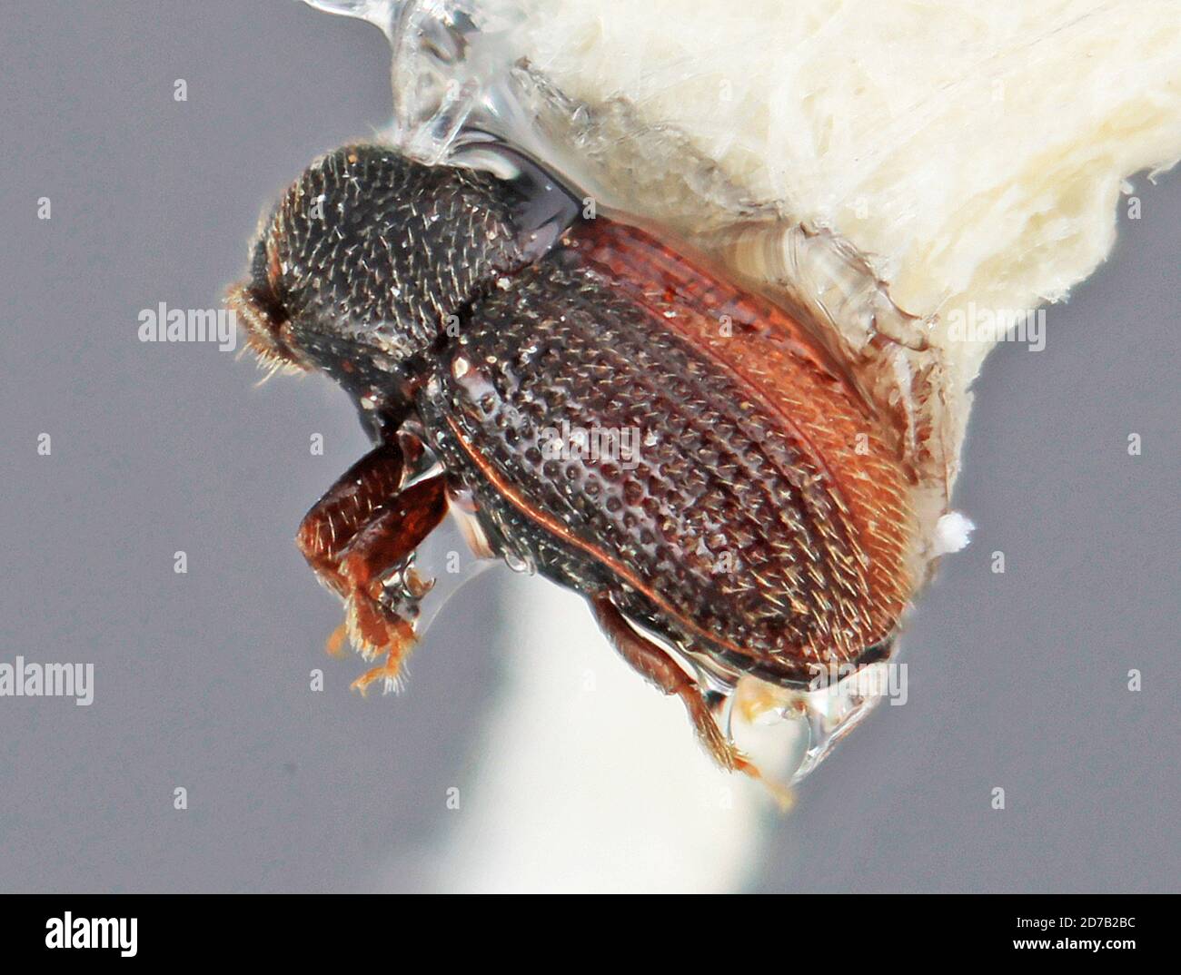 Pinned, Las Piedras, Moyotepec, Morelos, Mexico, Microborus mexicanus