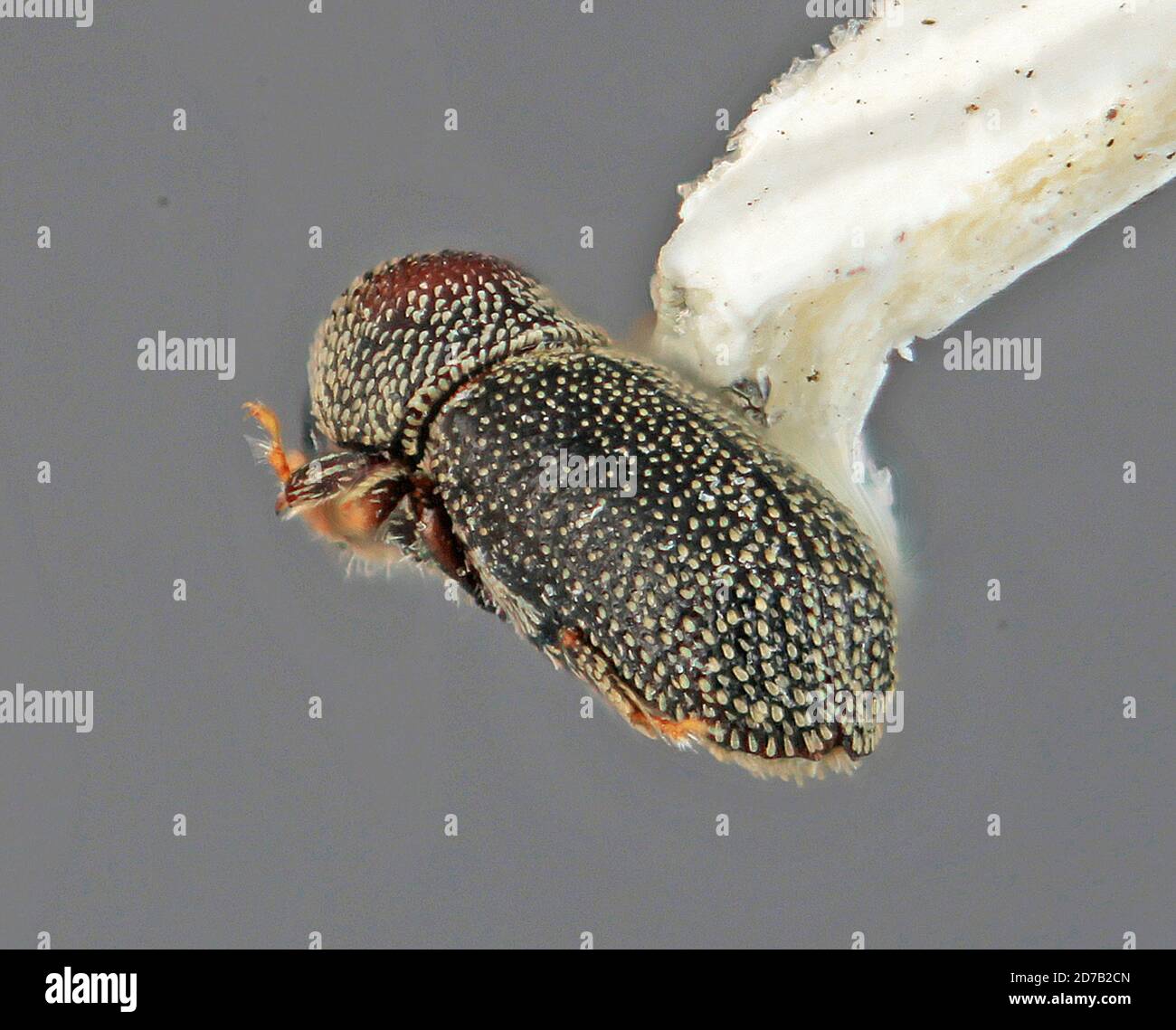 Pinned, 10 km (6 mi) S of Huajuapan, Oaxaca, Mexico, Micracisella ...