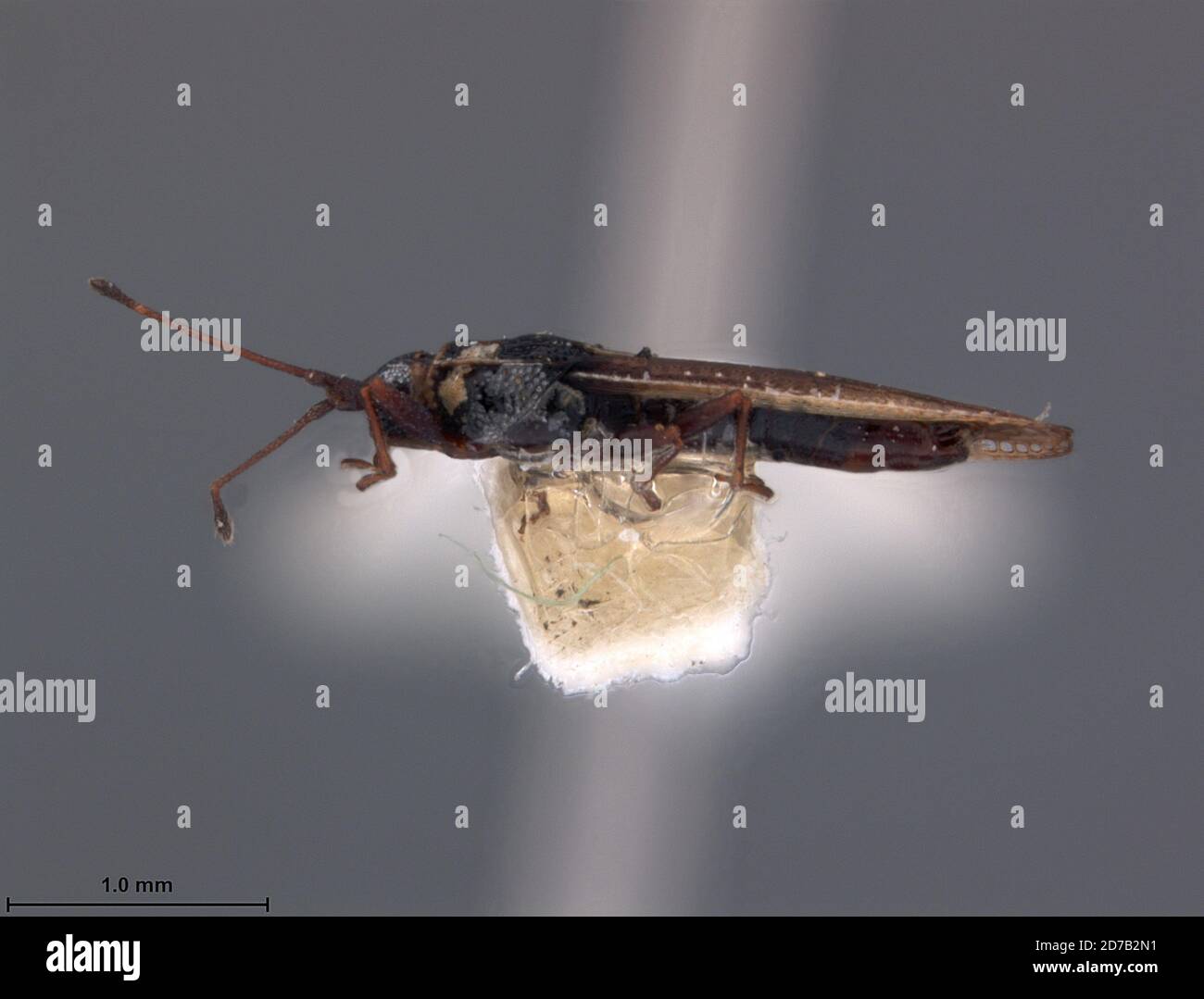 1955 animalia hi-res stock photography and images - Alamy