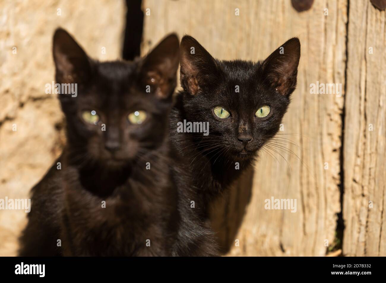 Little discount black cats