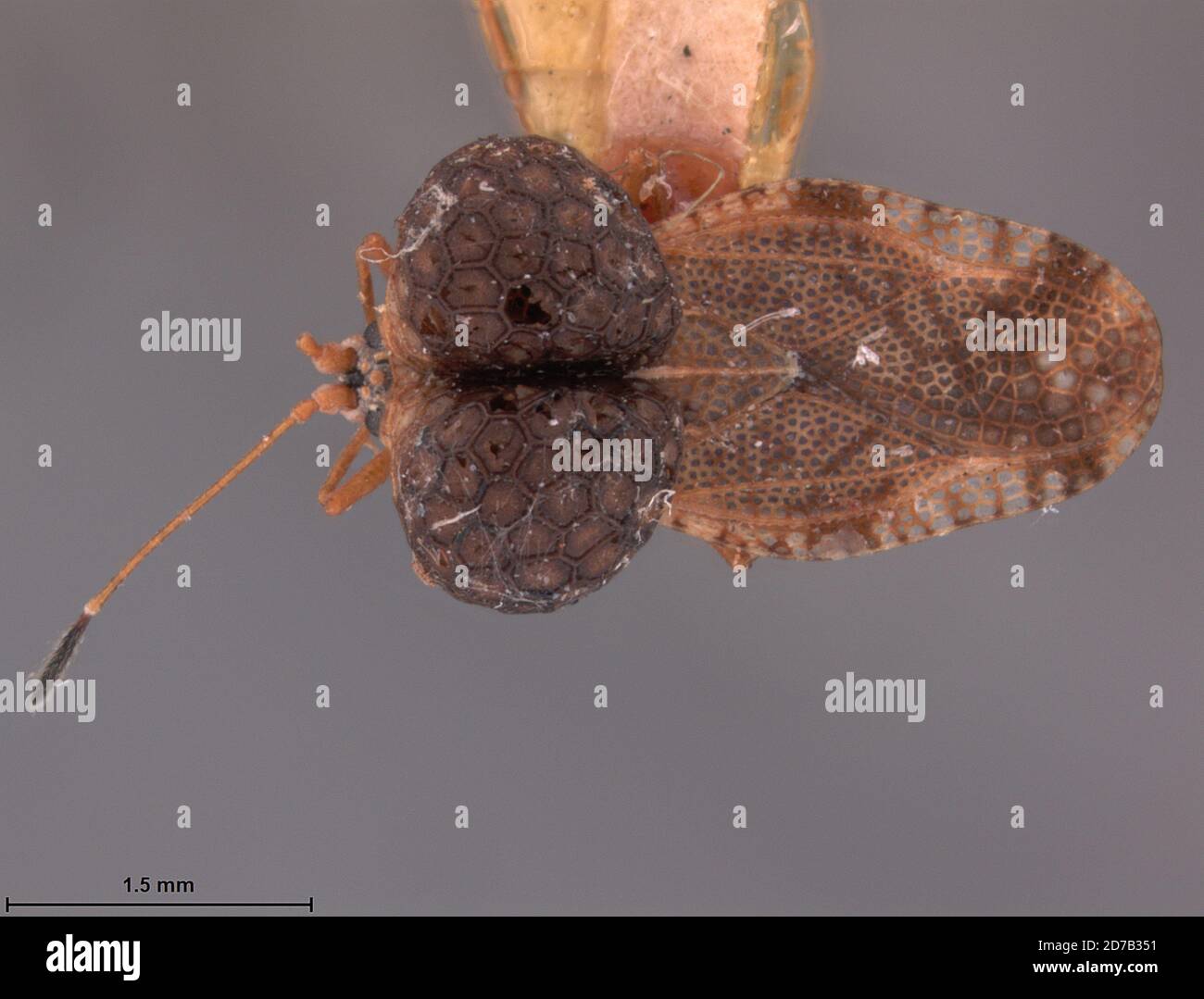 Diplocysta nubila Drake, 1927, Animalia, Arthropoda, Insecta, Hemiptera, Heteroptera, Tingidae Stock Photo
