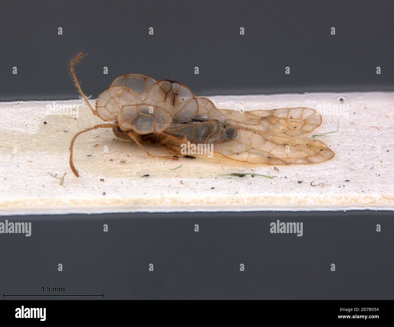 Cape Province, South Africa, Dulinius congruus Drake, 1953, Animalia ...