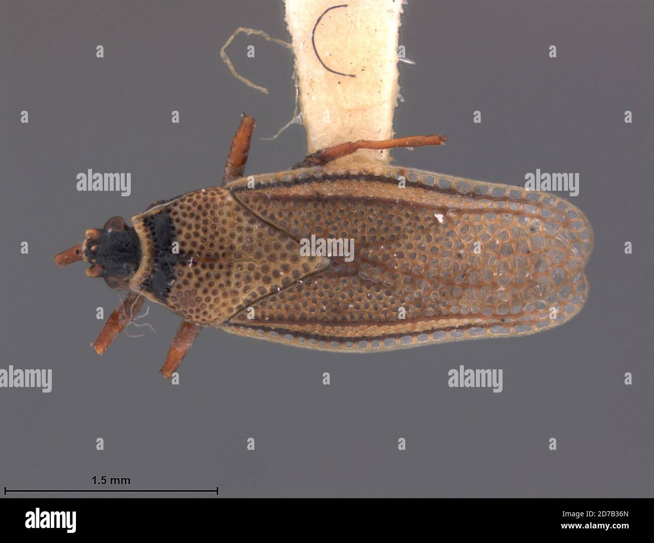 Epimixia roboris Drake, 1942, Animalia, Arthropoda, Insecta, Hemiptera, Heteroptera, Tingidae Stock Photo