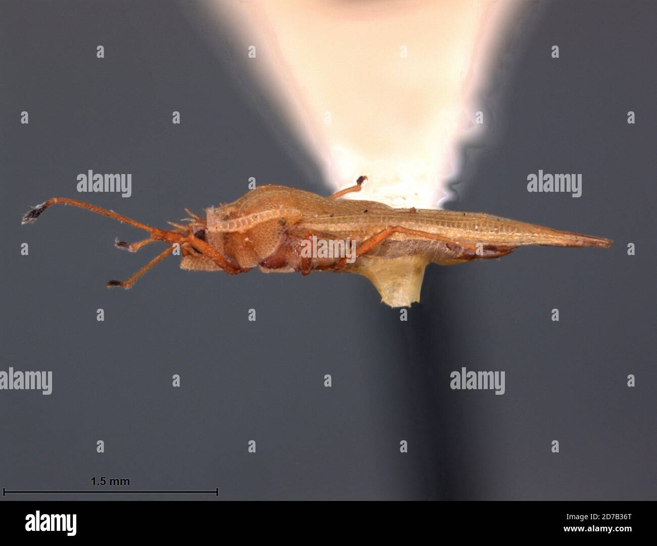 Cedar Creek, Queensland, Australia, Engynoma immaculata Drake, 1942 ...