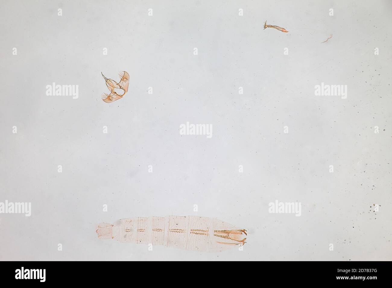 Pinned, Angol, Malleco, Chile, Chedra delector Hodges, 1967, Animalia, Arthropoda, Insecta, Lepidoptera, Glossata, Batrachedridae, Batrachedrinae Stock Photo