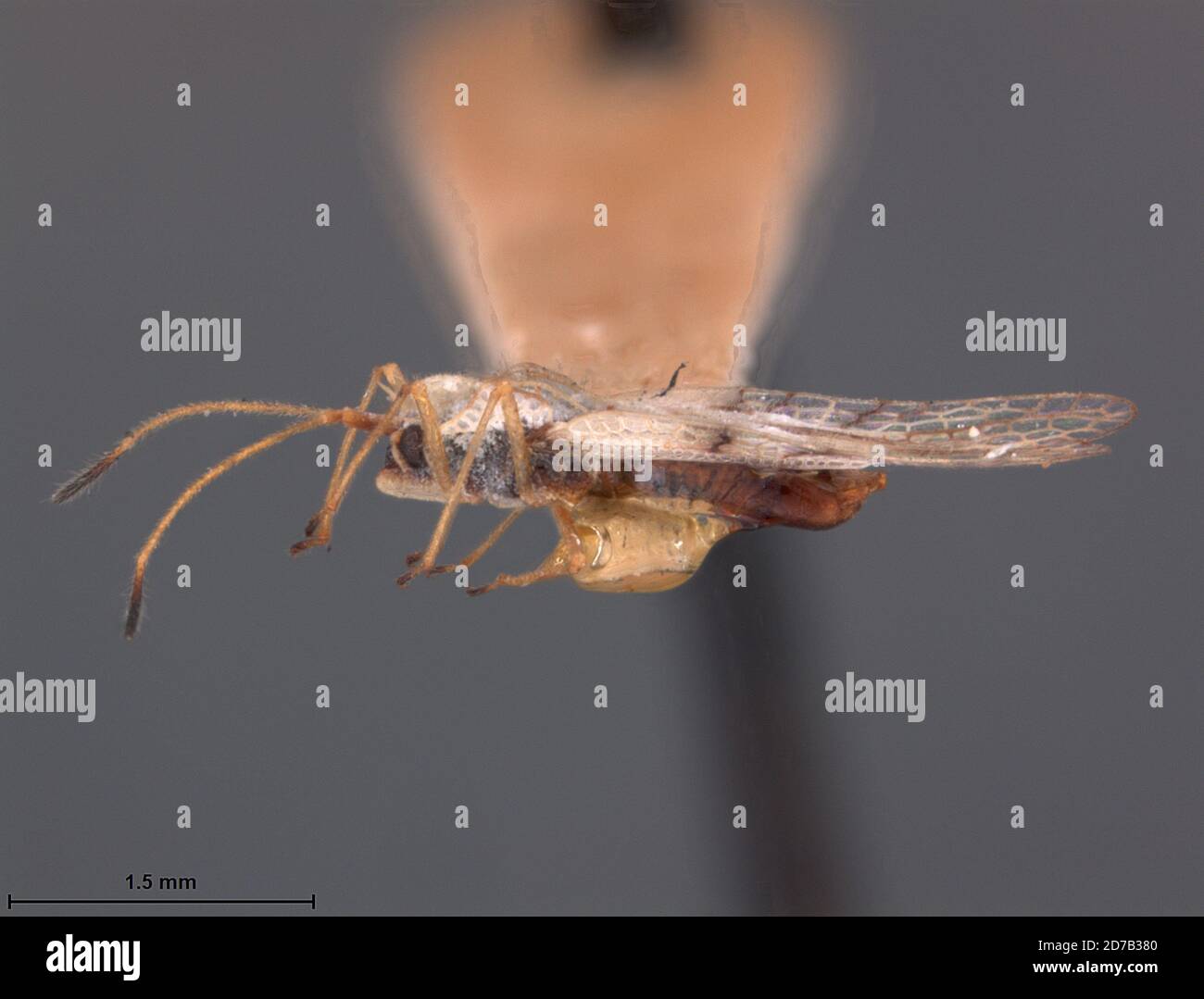 Gargaphia gracilentis Drake, 1928, Animalia, Arthropoda, Insecta, Hemiptera, Heteroptera, Tingidae Stock Photo
