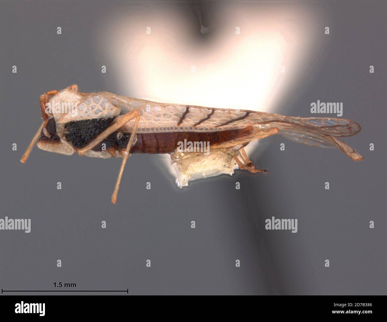 Rio Frio, Cauca, Colombia, Gargaphia nigrinervis impedata Drake & Hambleton, 1944, Animalia, Arthropoda, Insecta, Hemiptera, Heteroptera, Tingidae Stock Photo