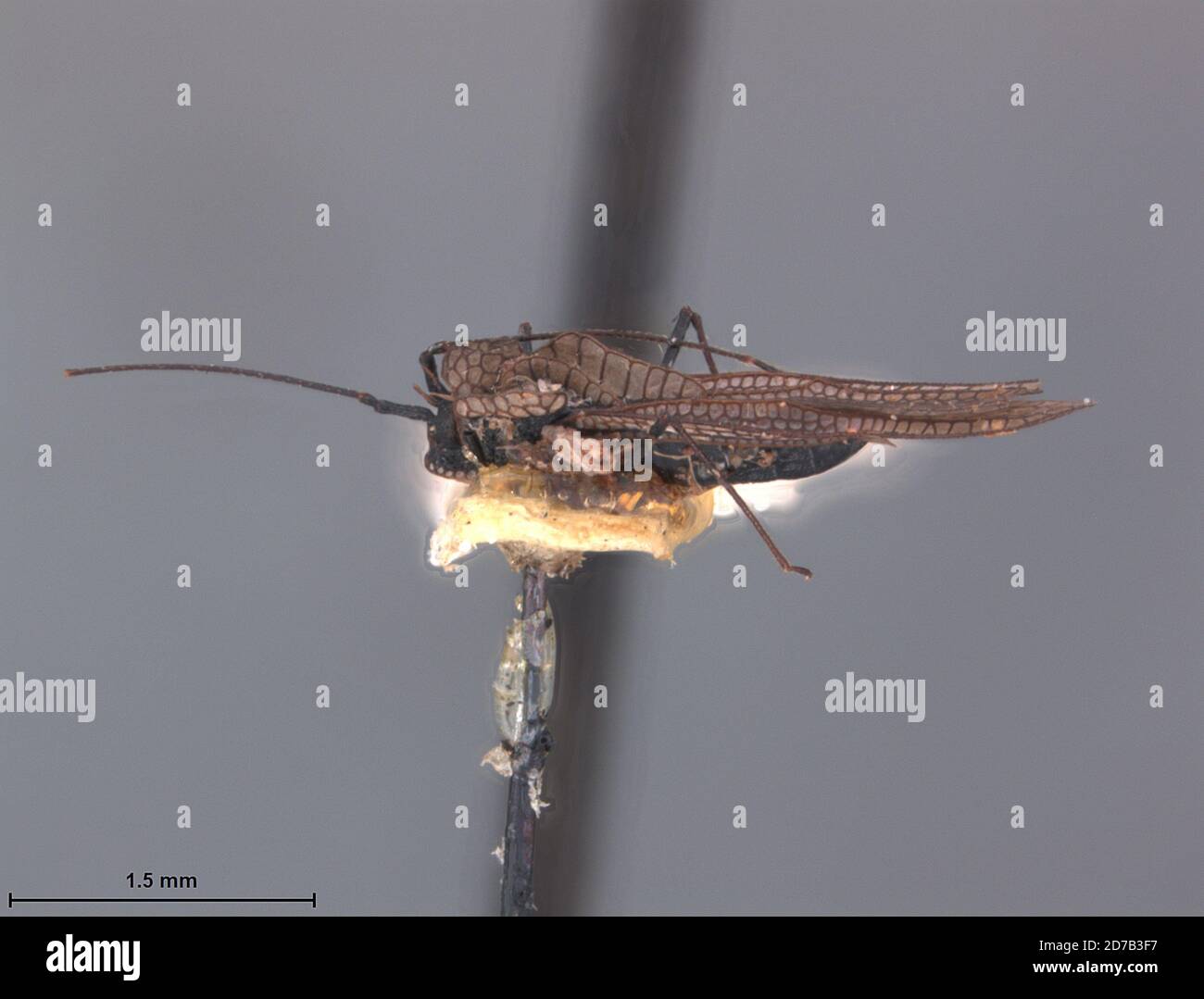 Peru, Leptopharsa lenatis Drake, 1930, Animalia, Arthropoda, Insecta ...