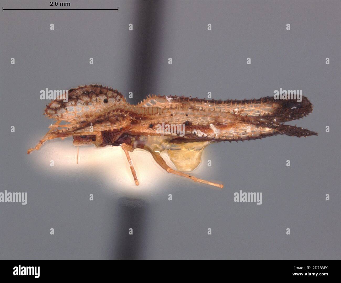 Lepturga dignata Drake, 1943, Animalia, Arthropoda, Insecta, Hemiptera, Heteroptera, Tingidae Stock Photo