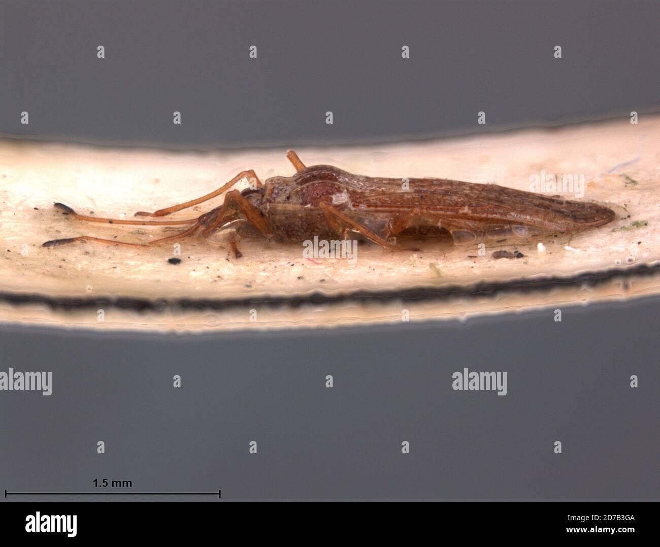 Empodrous, Corrientes, Argentina, Leptopharsa pauxilla Drake & Poor ...