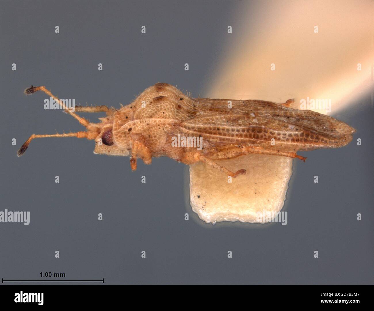 Nethersia poorae Drake, 1944, Animalia, Arthropoda, Insecta, Hemiptera, Heteroptera, Tingidae Stock Photo