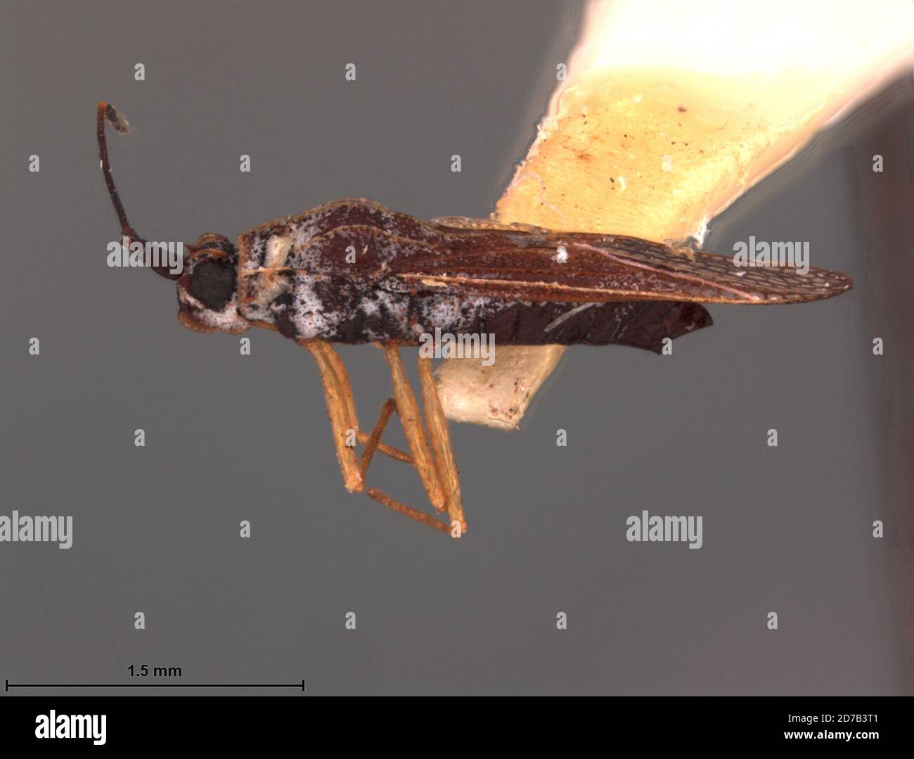 1954 animalia hi-res stock photography and images - Alamy