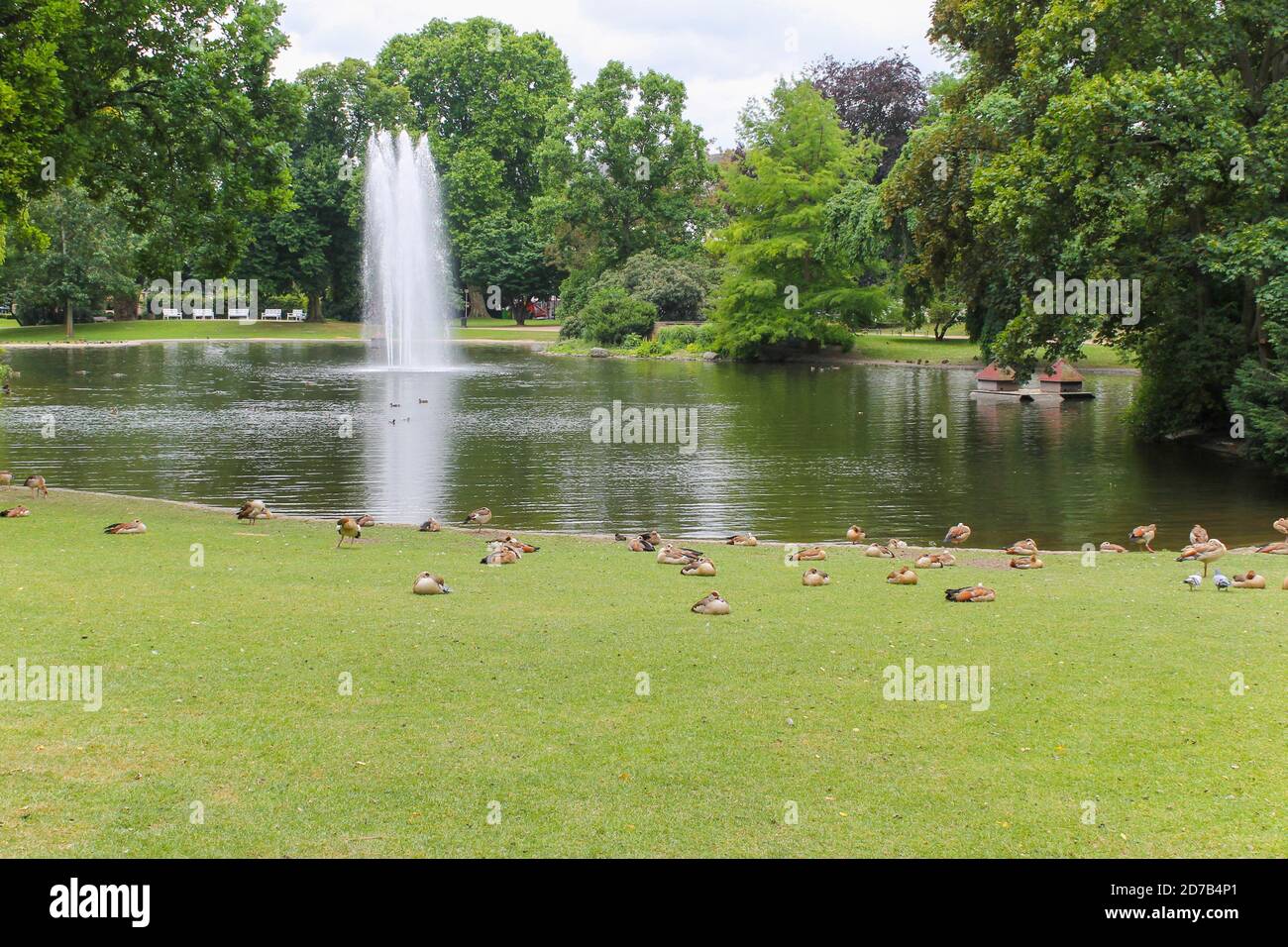 Many ducks in the park in Germany.Egyptian Goose , Alopochen aegyptiacus. Stock Photo