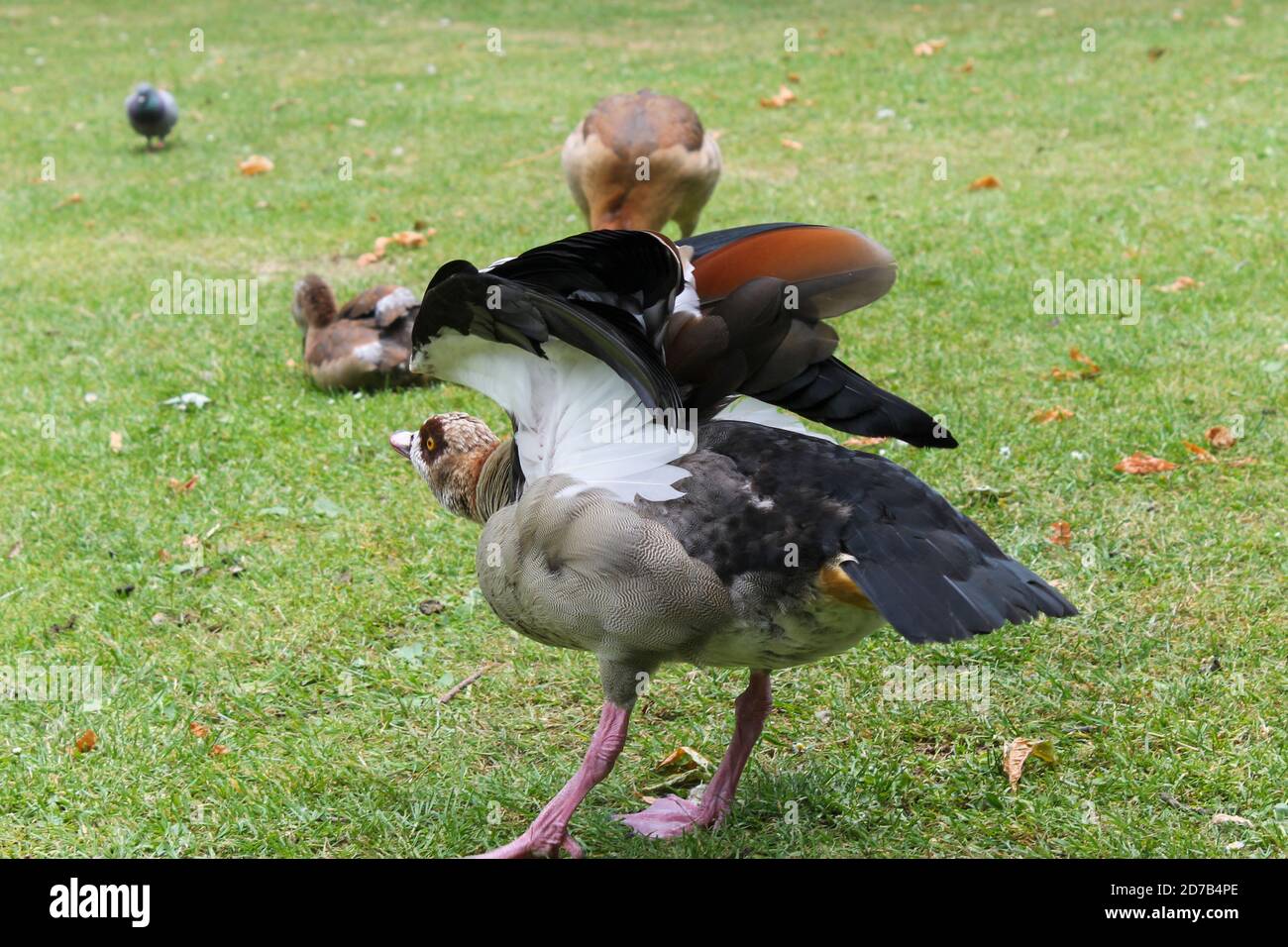Egyptian Goose , Alopochen aegyptiacus, flapping their wings before flying. Stock Photo