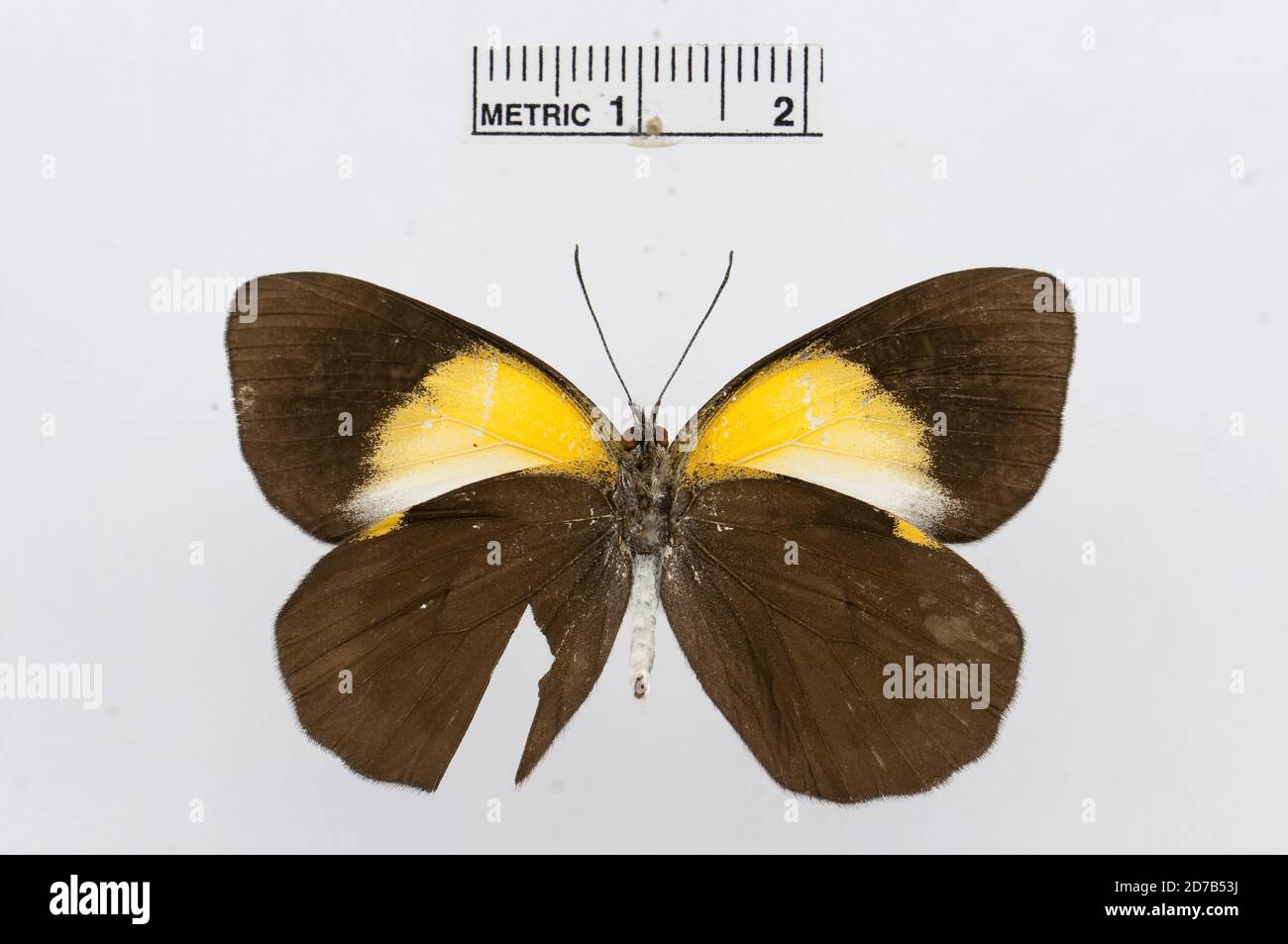 Pinned, Belenois margaritacea, Animalia, Arthropoda, Hexapoda, Insecta, Lepidoptera, Pieridae, Pierinae Stock Photo