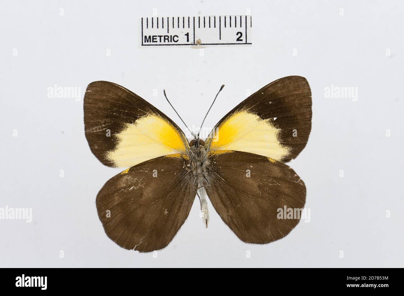 Belenois margaritacea, Animalia, Arthropoda, Hexapoda, Insecta, Lepidoptera, Pieridae, Pierinae Stock Photo