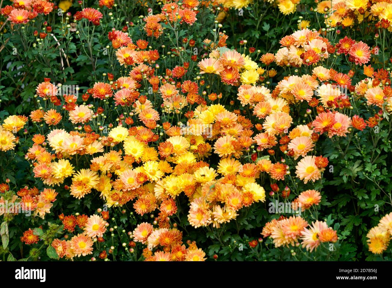 Garden chrysanthemums hires stock photography and images Alamy