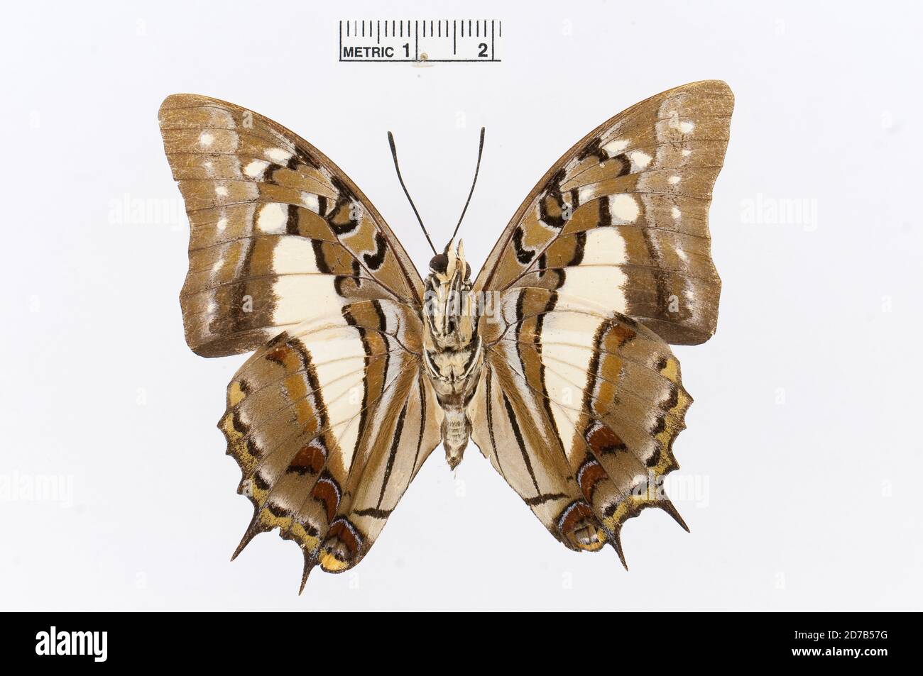 Polyura jupiter hi-res stock photography and images - Alamy