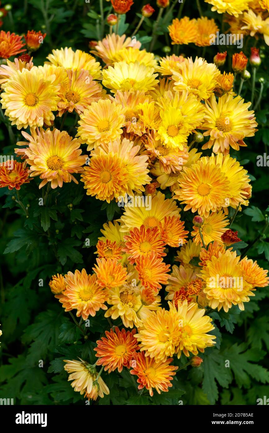 Late orange hi-res stock photography and images - Alamy