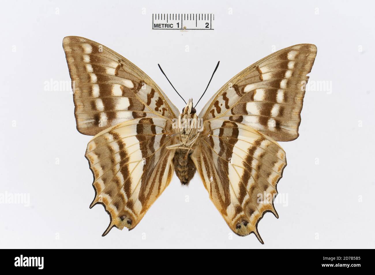 Pinned, Charaxes alticola Grünberg, 1911, Animalia, Arthropoda, Insecta, Lepidoptera, Nymphalidae, Charaxinae Stock Photo