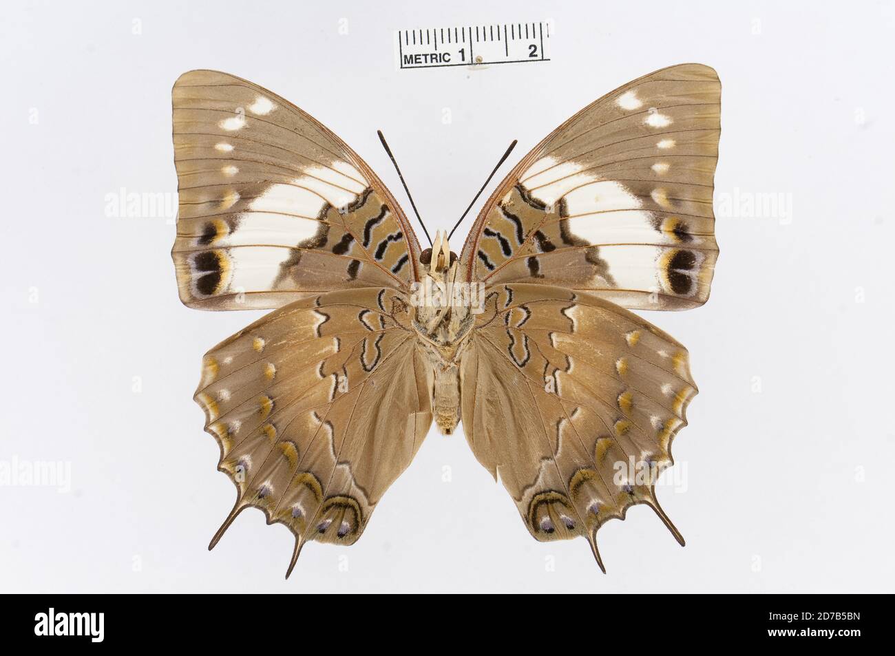 Pinned, Charaxes cithaeron Felder & Felder, 1859, Animalia, Arthropoda, Insecta, Lepidoptera, Nymphalidae, Charaxinae Stock Photo