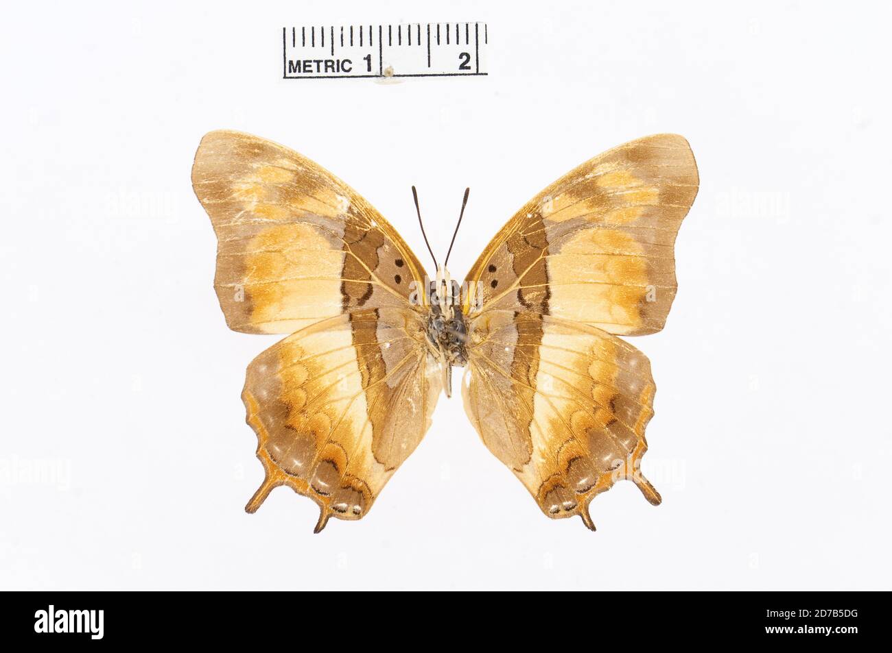 Pinned, Charaxes anticlea (Drury, 1782), Animalia, Arthropoda, Insecta, Lepidoptera, Nymphalidae, Charaxinae Stock Photo
