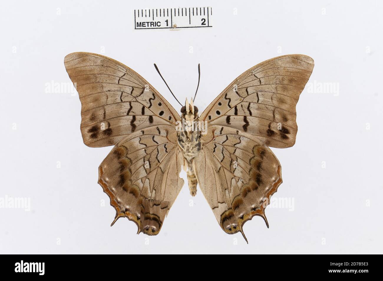 Pinned, Charaxes ethalion Boisduval, 1847, Animalia, Arthropoda