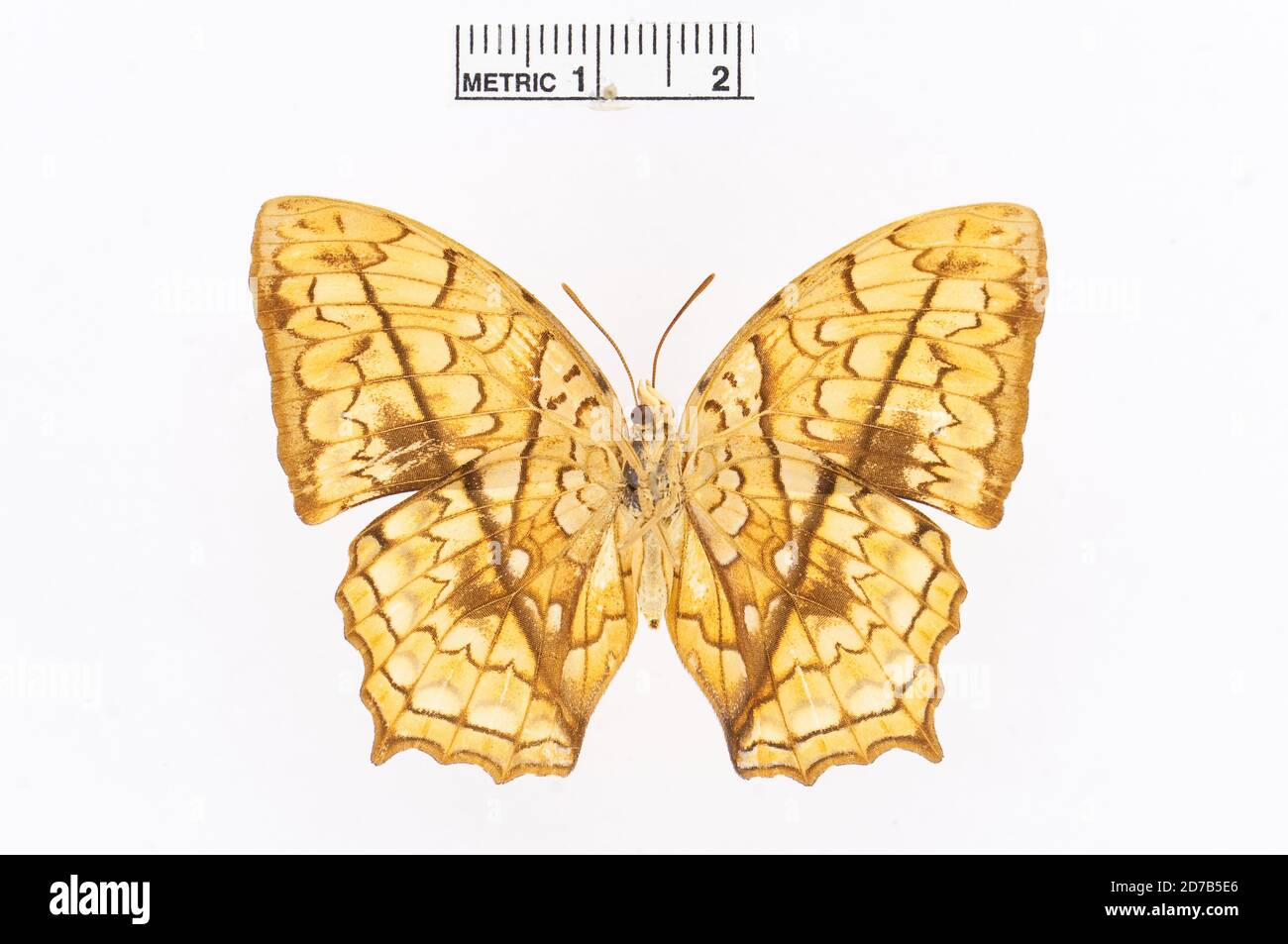 Pinned, Charaxes pleione (Godart, 1824), Animalia, Arthropoda, Insecta, Lepidoptera, Nymphalidae, Charaxinae Stock Photo