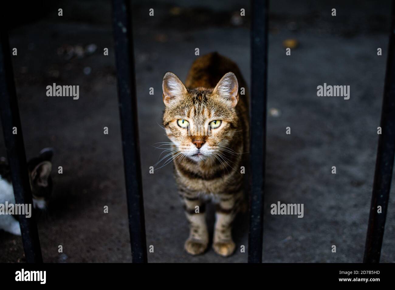 Street striped tabby cat through a fence Stock Photo - Alamy
