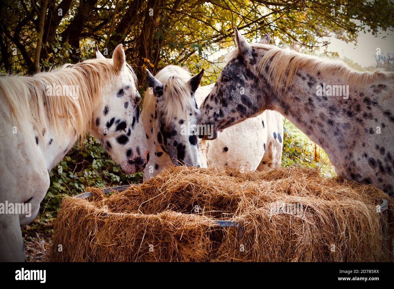 Three Dapple Grey Horses Eating Hay Stock Photo Alamy
