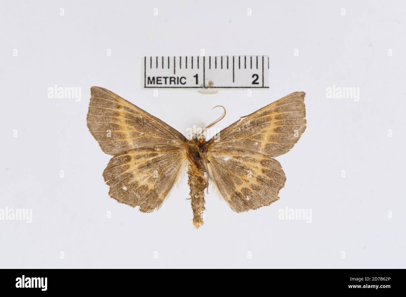 Pinned, Winipeg, Manitoba, Canada, Euchlaena abnormalis Hulst, 1900, Animalia, Arthropoda, Insecta, Lepidoptera, Geometridae, Ennominae Stock Photo