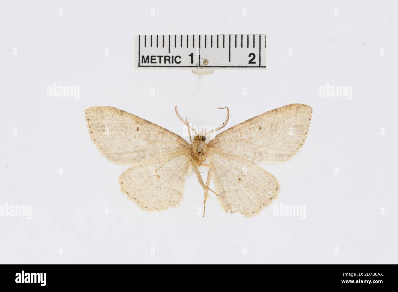 Pinned, Canada, Tephrosia canadaria Guenee, 1858, Animalia, Arthropoda, Insecta, Lepidoptera, Geometridae, Ennominae Stock Photo