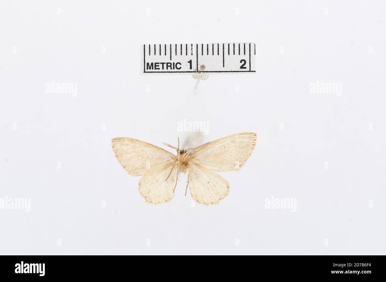 Pinned, Amerique Bor., Tephrosia cribrataria Guenee, 1858, Animalia, Arthropoda, Insecta, Lepidoptera, Geometridae, Ennominae Stock Photo
