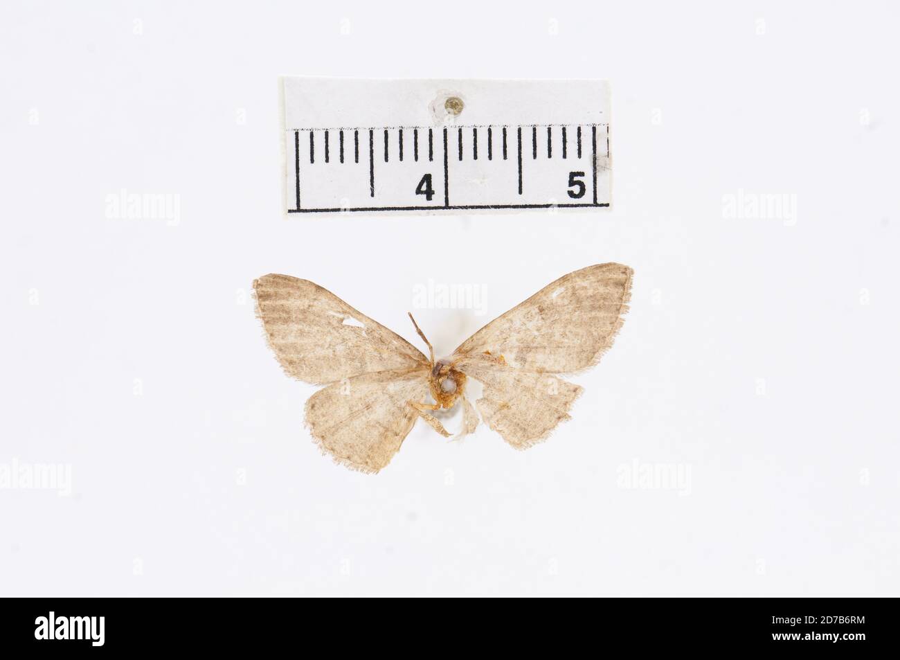 Pinned, Georgia, United States, Boarmia humaria Guenee, 1858, Animalia, Arthropoda, Insecta, Lepidoptera, Geometridae, Ennominae Stock Photo