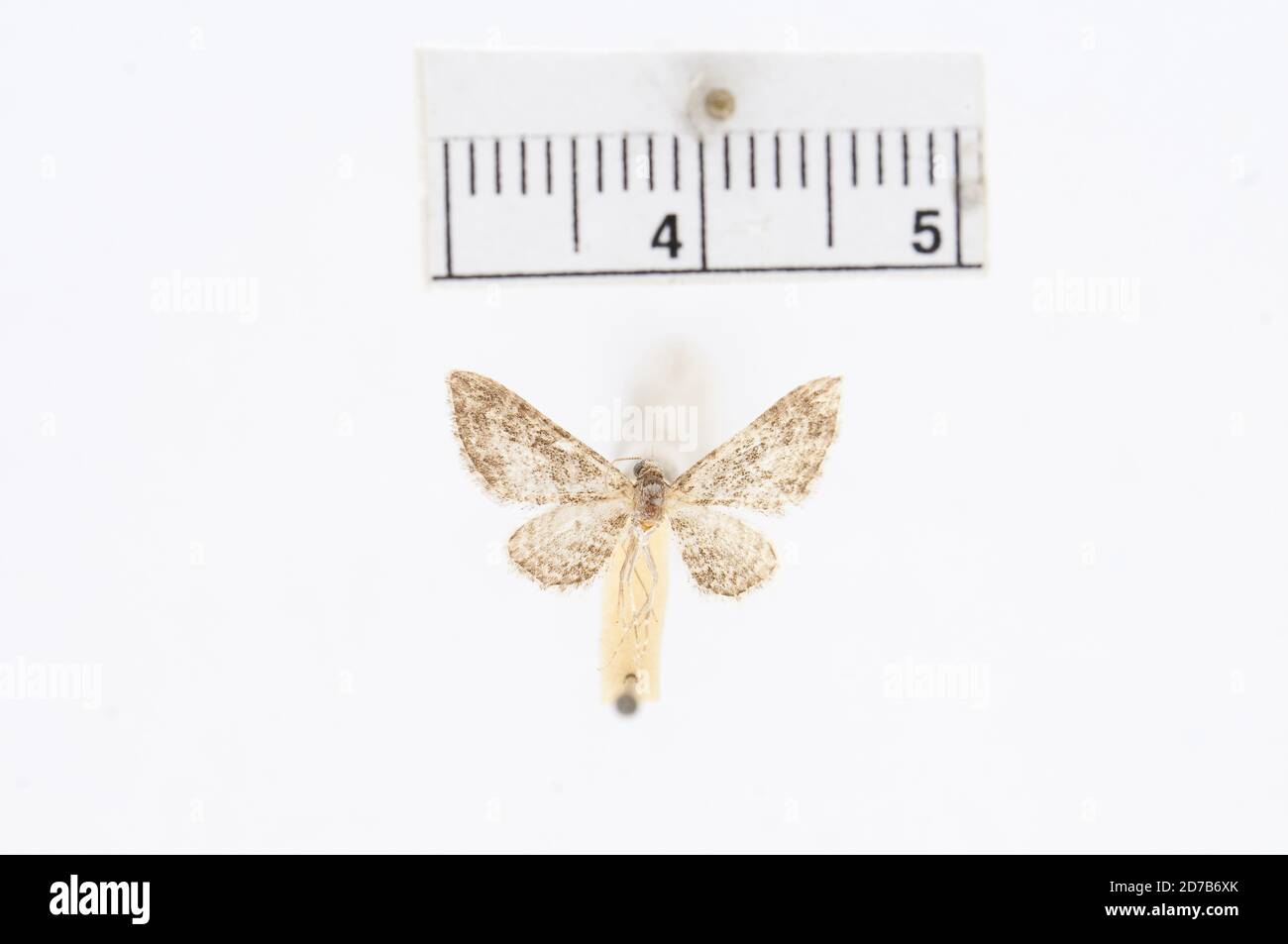 Nasusina insipidata pearsall hi-res stock photography and images - Alamy