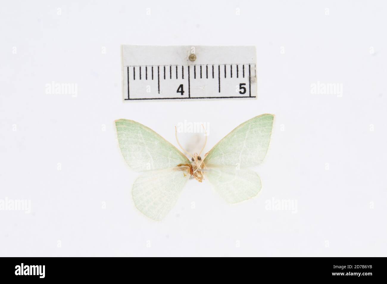 Pinned, Colorado, United States, Aplodes junctolinearia Graef, 1881, Animalia, Arthropoda, Insecta, Lepidoptera, Geometridae, Geometrinae Stock Photo