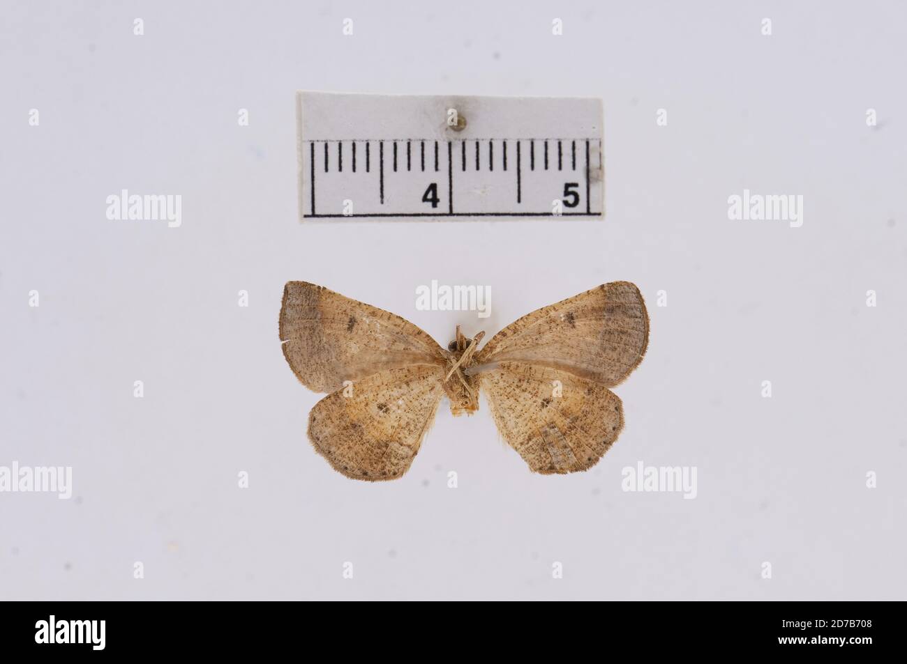 Pinned, Florida, United States, Endropia lentaria Hulst, 1886, Animalia, Arthropoda, Insecta, Lepidoptera, Geometridae, Ennominae Stock Photo