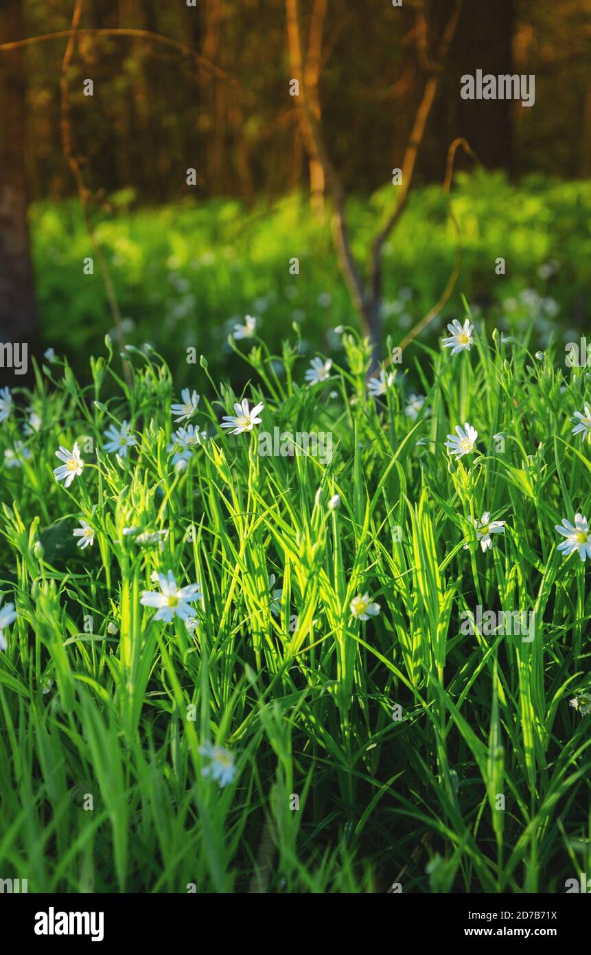 Blooming white flowers of stellaria or starwort,stitchwort,chickweed in spring forest. Stock Photo