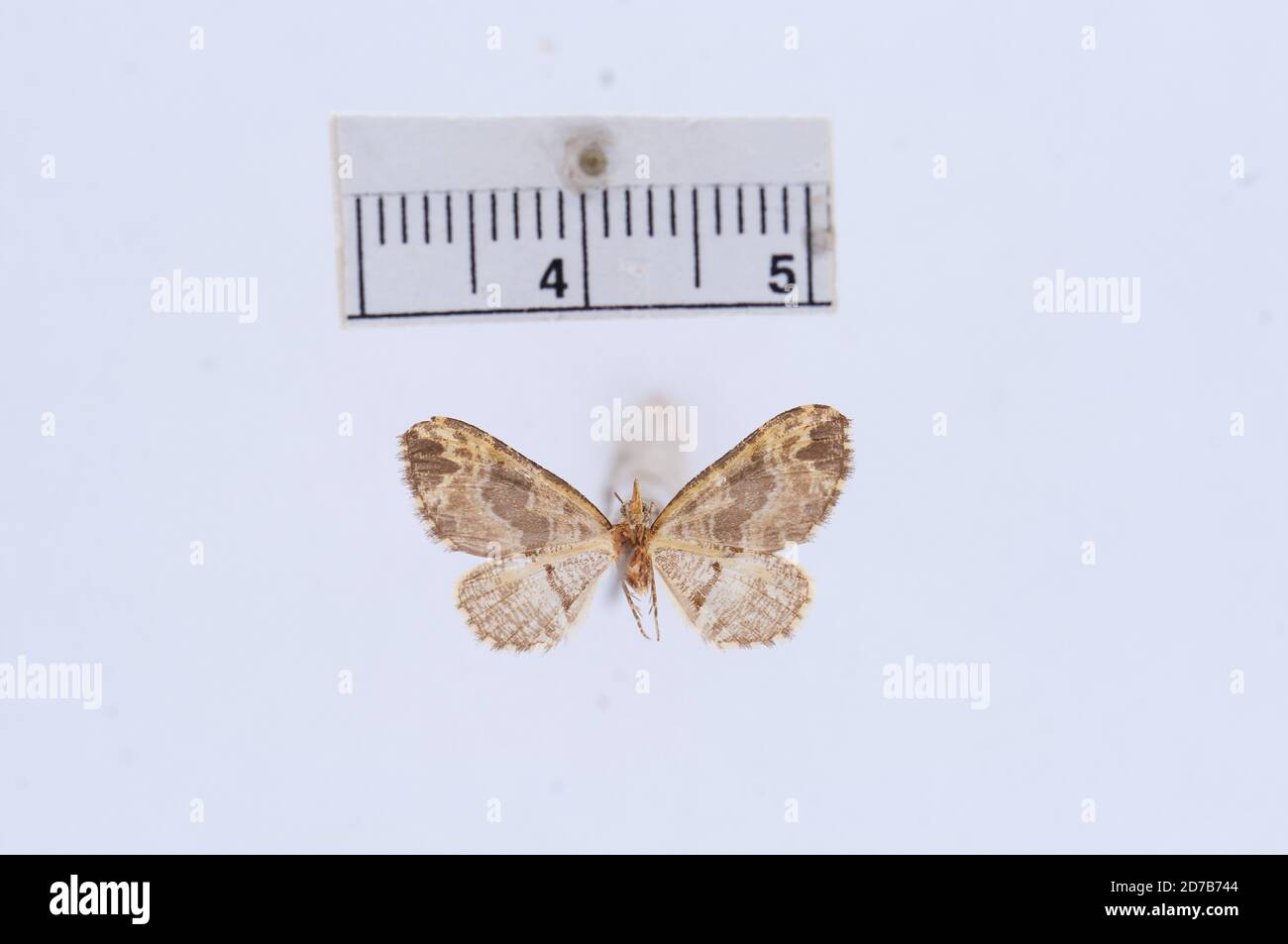 Pinned, Amer. Sept., Macaria ocellinata Guenee, 1858, Animalia, Arthropoda, Insecta, Lepidoptera, Geometridae, Ennominae Stock Photo