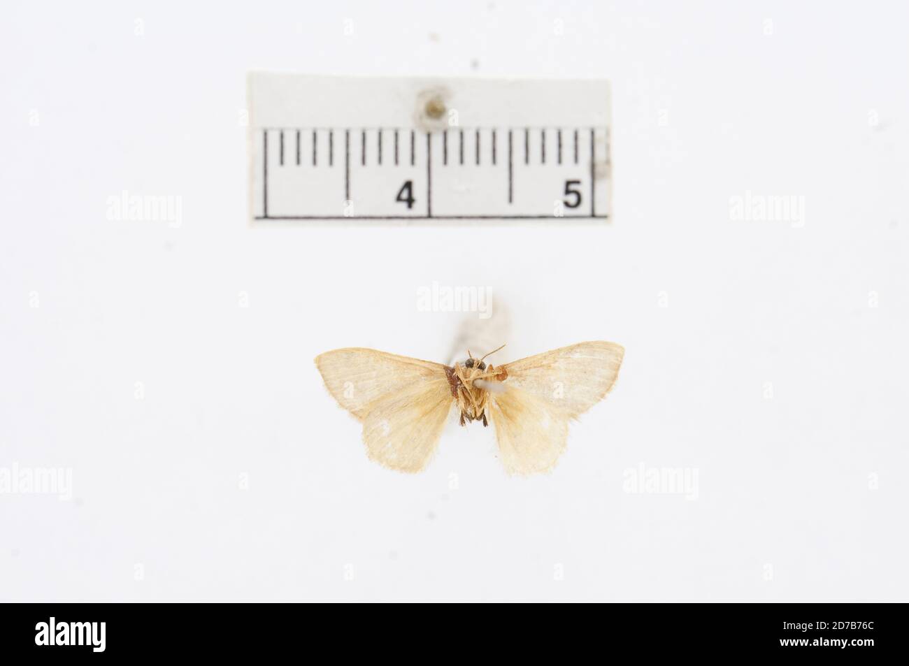 Pinned, Amer. Sept., Acidalia pannaria Guenee, 1858, Animalia, Arthropoda, Insecta, Lepidoptera, Geometridae, Sterrhinae Stock Photo