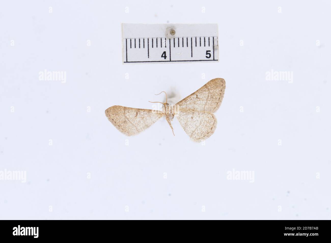 Pinned, Colorado, United States, Macaria respersata Hulst, 1880, Animalia, Arthropoda, Insecta, Lepidoptera, Geometridae, Ennominae Stock Photo