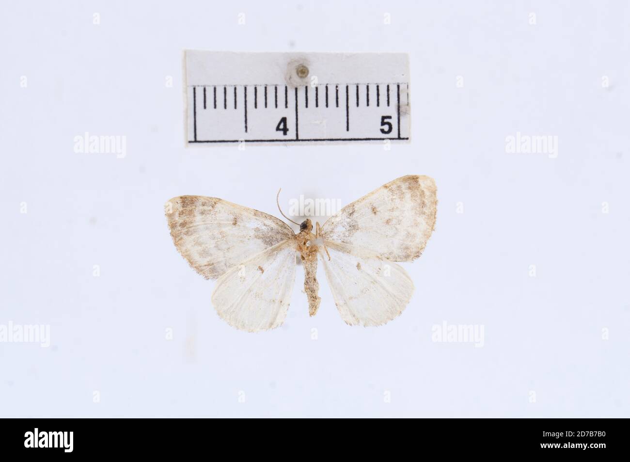 Pinned, Canada, Melanthia ruficillata Guenee, 1858, Animalia, Arthropoda, Insecta, Lepidoptera, Geometridae, Larentiinae Stock Photo