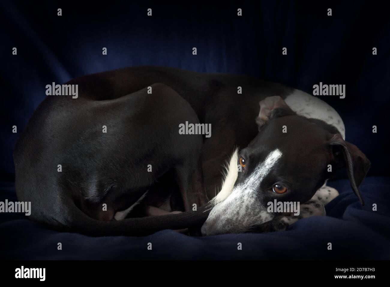 Small Greyhound Resting on Blue Bed After Jumping Around Stock Photo