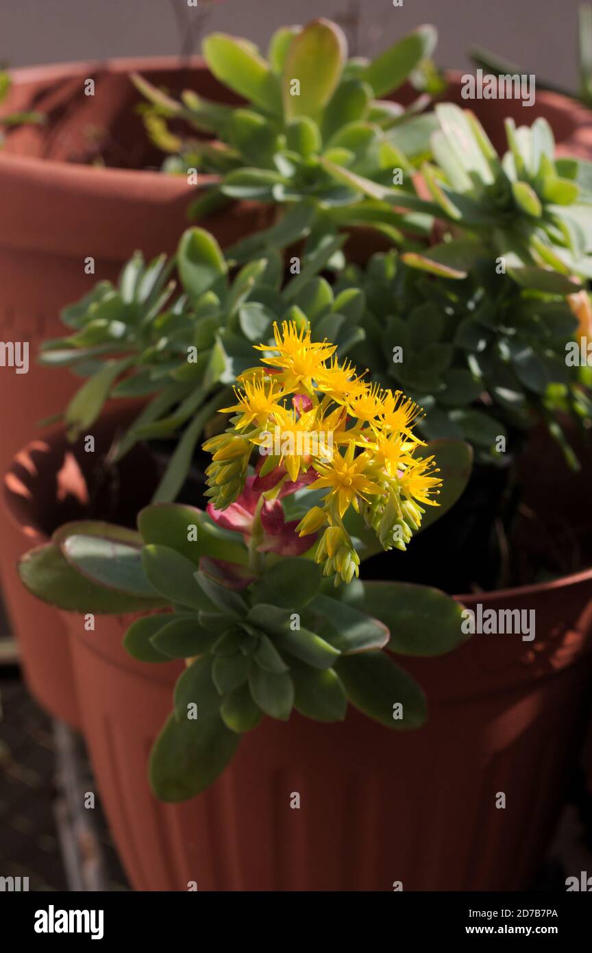 Bright Yellow Flowering Succulent High Resolution Stock Photography And Images Alamy