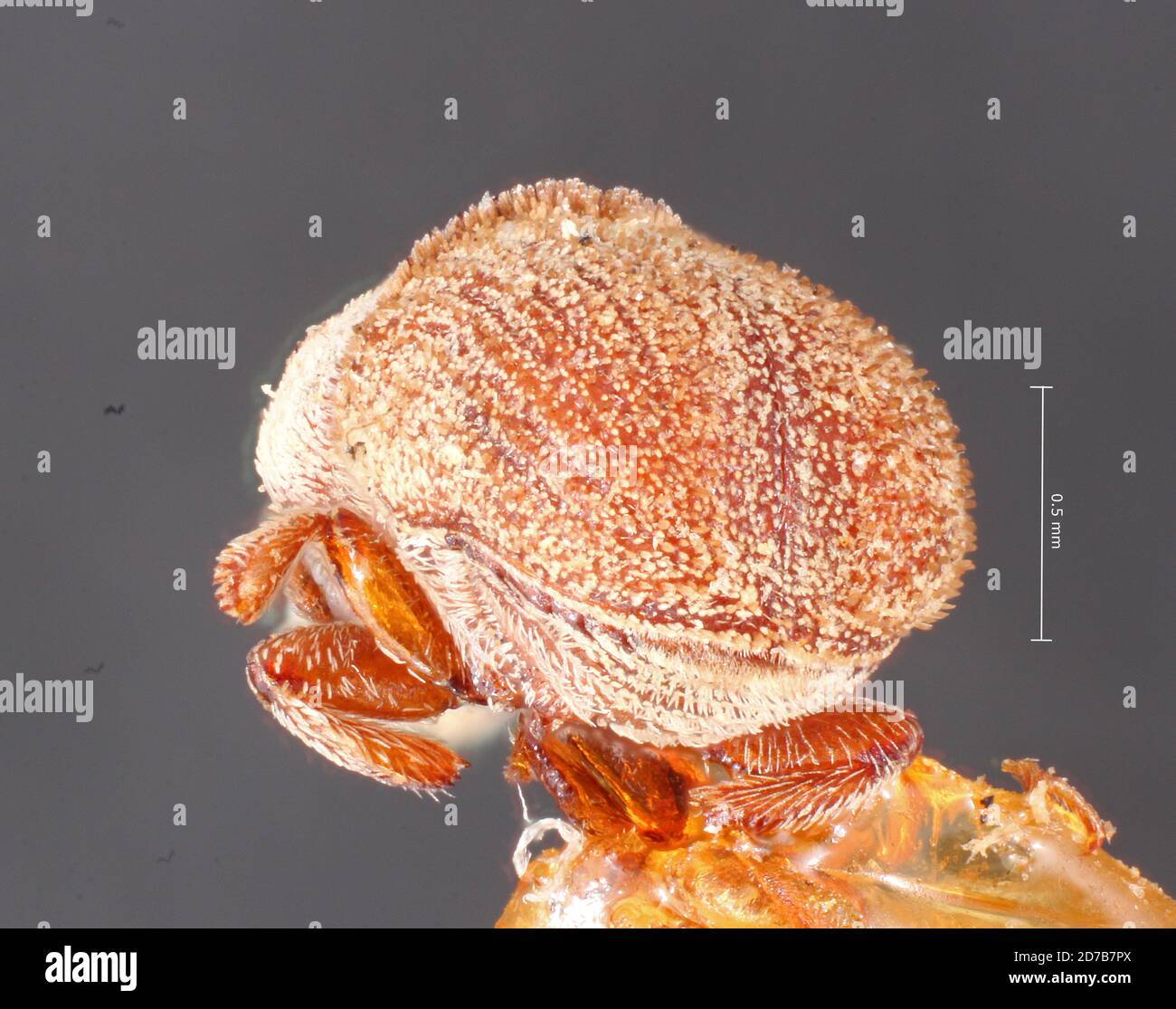 Pinned, California, United States, Renocis pruinosus Blackman, 1940, Animalia, Arthropoda, Insecta, Coleoptera, Curculionidae, Scolytinae Stock Photo