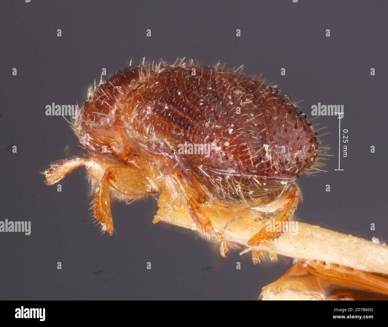 Pinned, Guadeloupe, France, Xyleborus buscki Hopkins, 1915, Animalia, Arthropoda, Insecta, Coleoptera, Curculionidae, Scolytinae Stock Photo