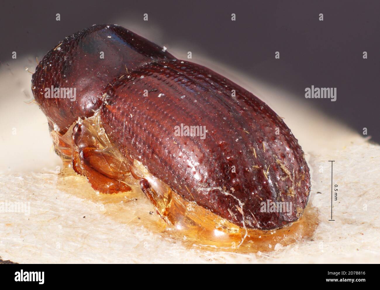 Pinned, Guadeloupe, France, Xyleborus caraibicus Eggers, 1941, Animalia, Arthropoda, Insecta, Coleoptera, Curculionidae, Scolytinae Stock Photo