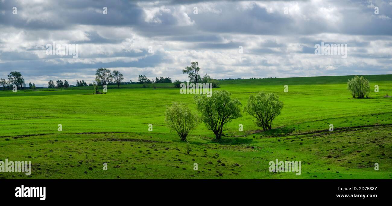 Group trees field spring hi-res stock photography and images - Alamy