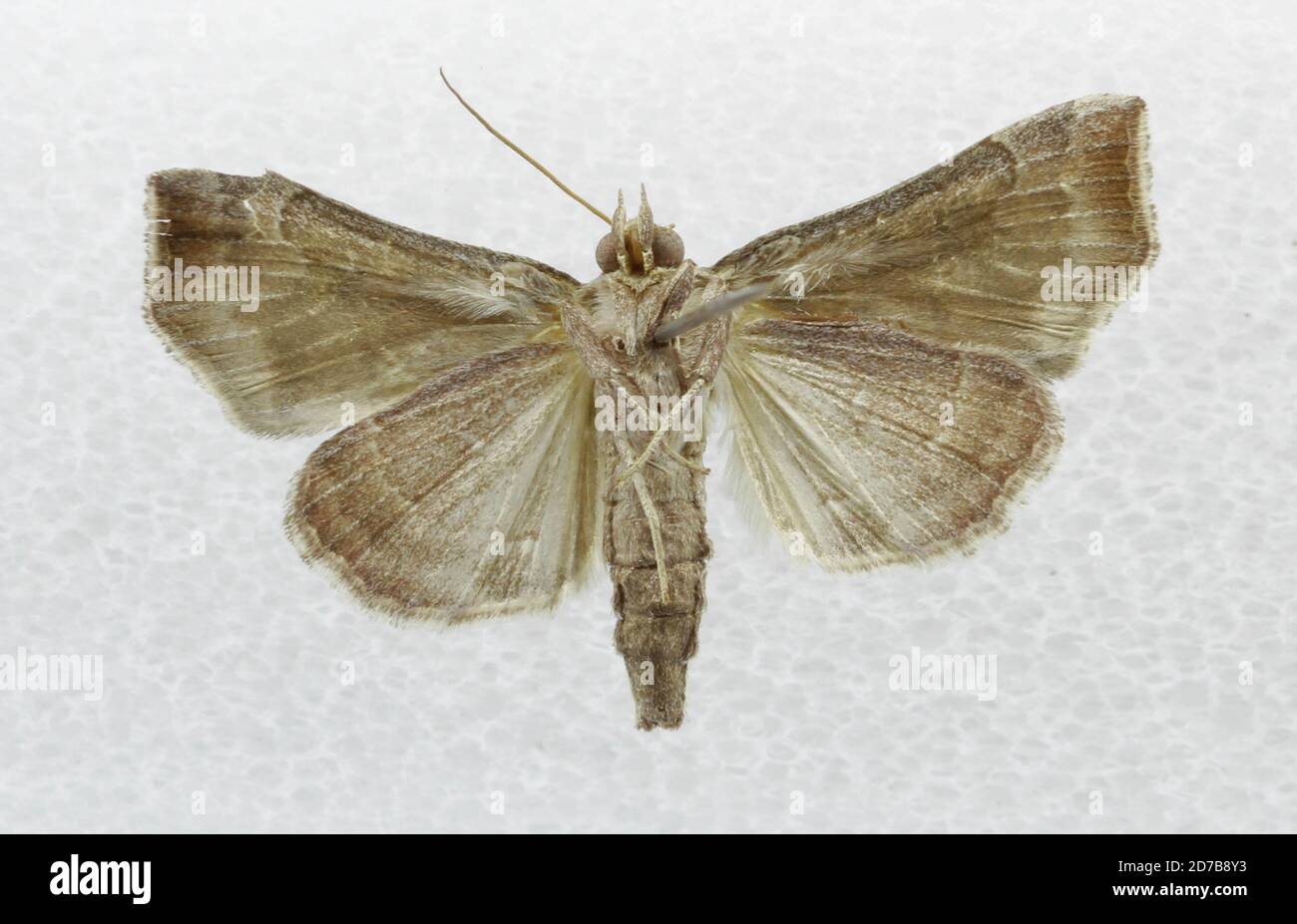 Virginia Point, Texas, United States, Anomis texana Riley, 1885, Animalia, Arthropoda, Insecta, Lepidoptera, Noctuidae, Calpinae Stock Photo